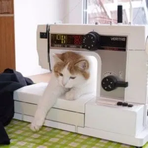 Sewing machine and cat