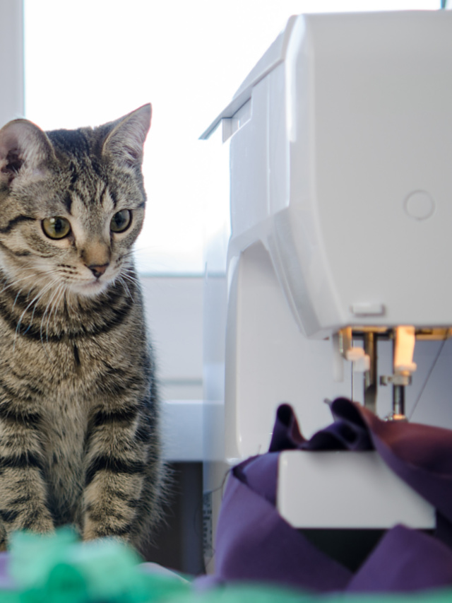 a cat looking at the sewing machine: you can sew better in less time