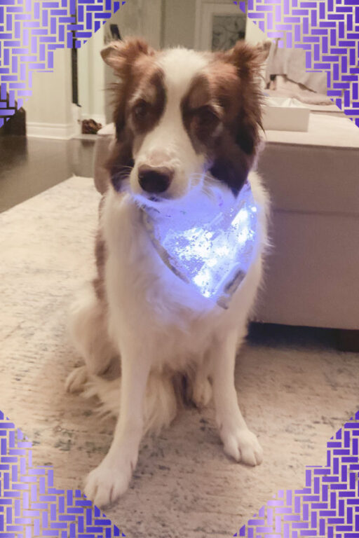 How To Make An Over The Collar Dog Bandana Free Pattern And Tutorial