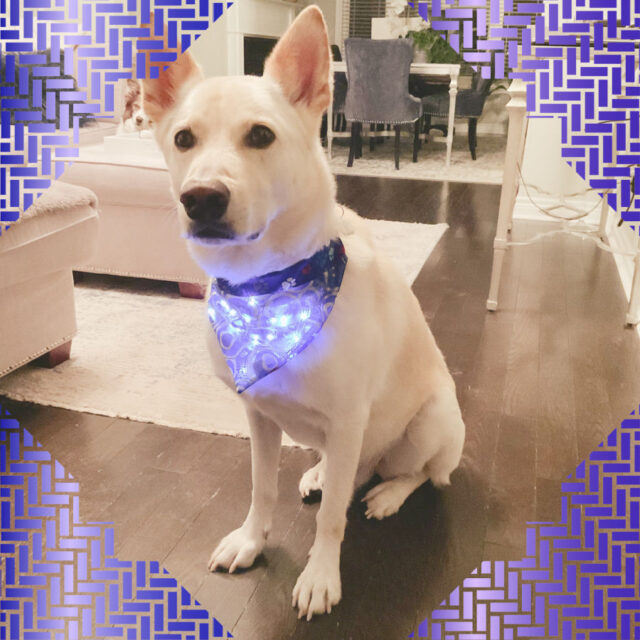 How To Make An Over The Collar Dog Bandana Free Pattern And Tutorial