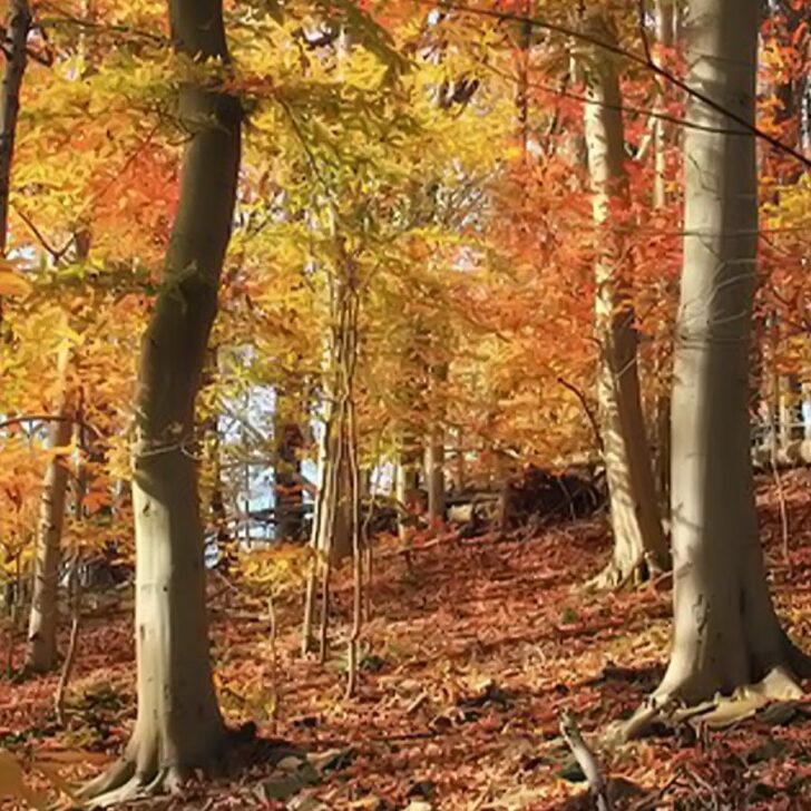 Europian Beech tree