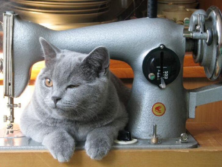 My first sewing machine - a hand crank, with my old cat sitting on the machine
