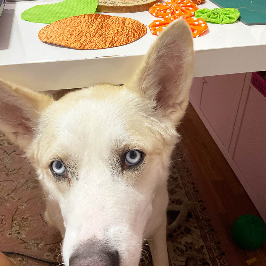 My dog is under the table while I make yoyo pumpkins