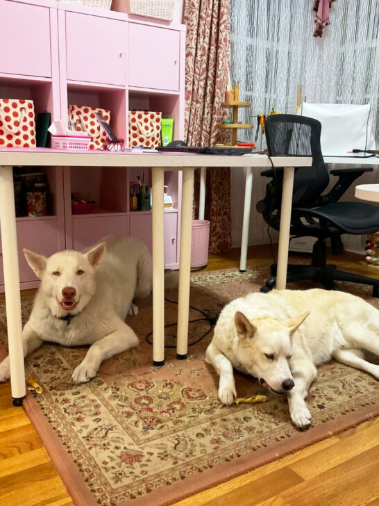 dogs lying comfortably on the floor under a table
