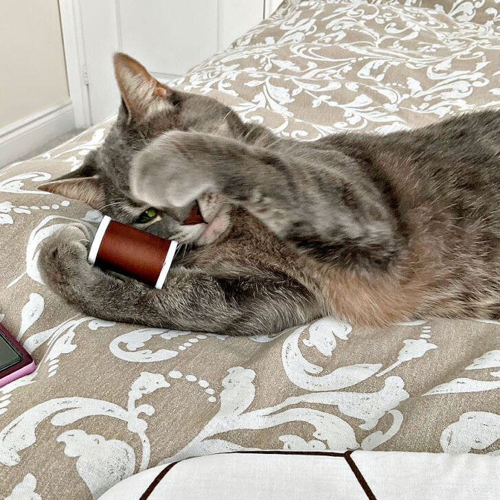 Cat playing with a thread spool