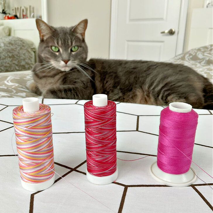 Cat looking aty cross-wound thtreads waiting to play with the spools