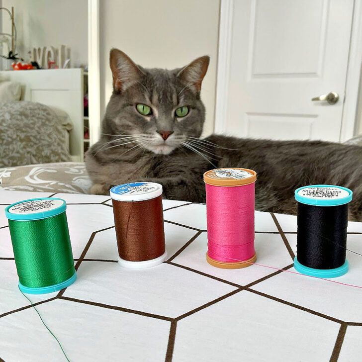 Cat contemplating four thread spools as future toys