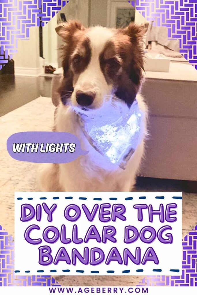 A brown and white dog sits indoors wearing a glowing blue over-the-collar bandana with tiny LED lights.