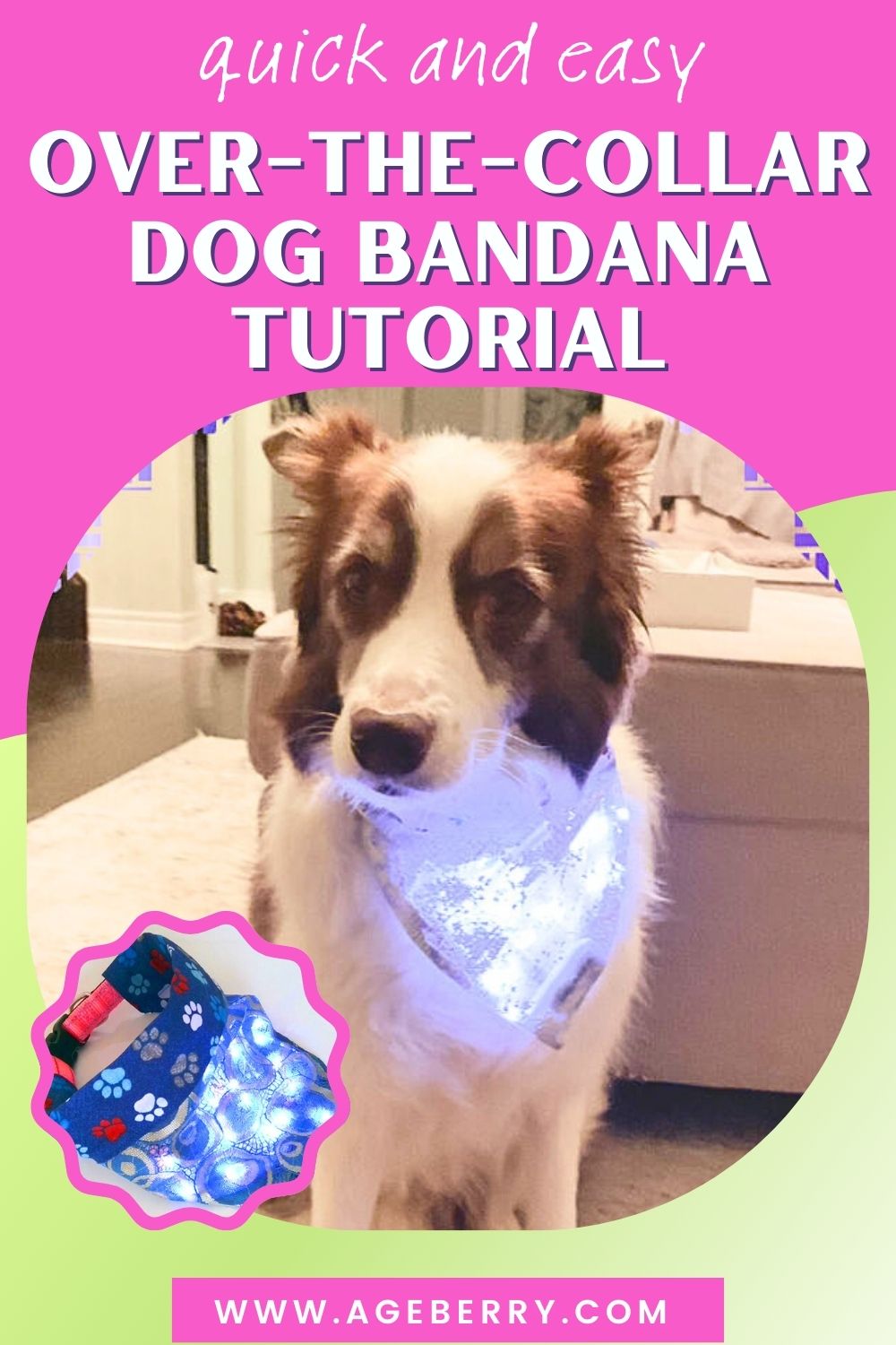 Learn how to make a quick and easy over-the-collar dog bandana. Image shows a brown-and-white dog sitting indoors, wearing a light-colored bandana that slides over the collar, with small LED lights glowing through the fabric. An inset shows the finished bandana attached to a dog collar with paw-print fabric. This beginner-friendly sewing tutorial shows how to sew a practical, slip-on dog bandana with no ties, from Ageberry.com.